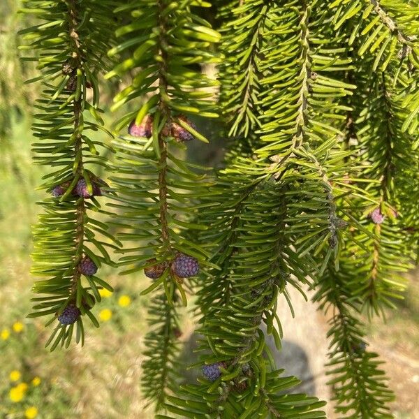 Abies balsamea Owoc