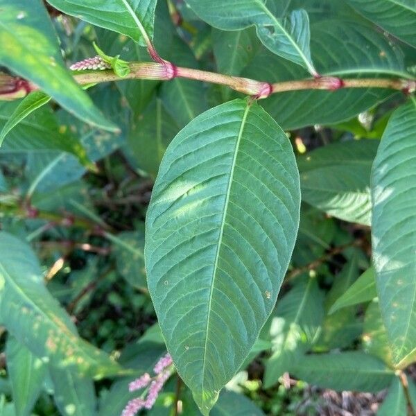 Persicaria lapathifolia Leaf