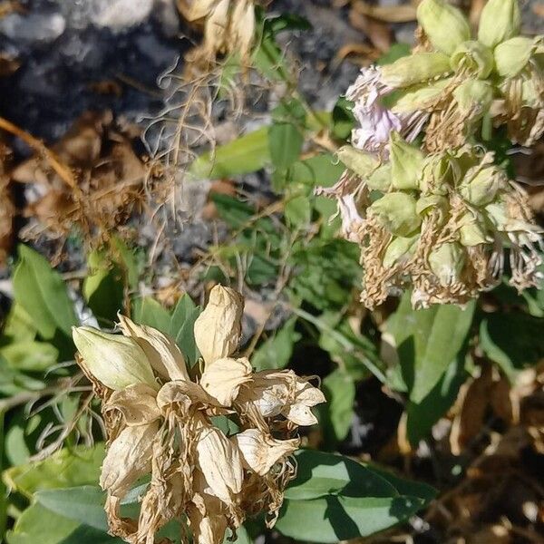 Saponaria officinalis Plod