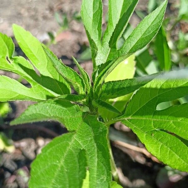 Ambrosia trifida Lehti