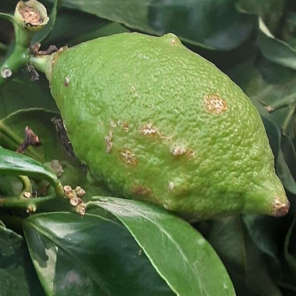 Citrus × aurantiifolia Fruto