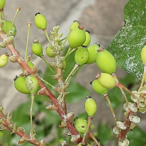 Berberis repens Fruct