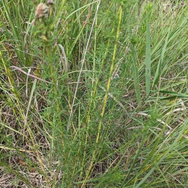 Dalea purpurea Foglia