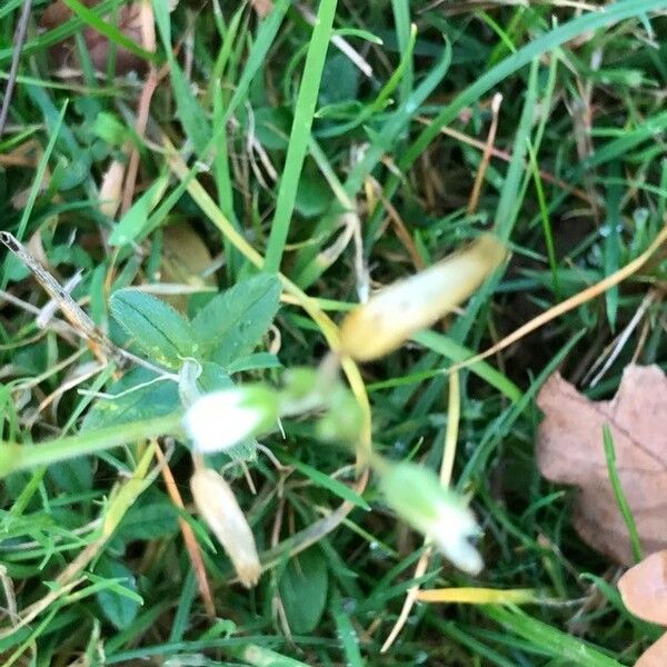 Cerastium fontanum Blad