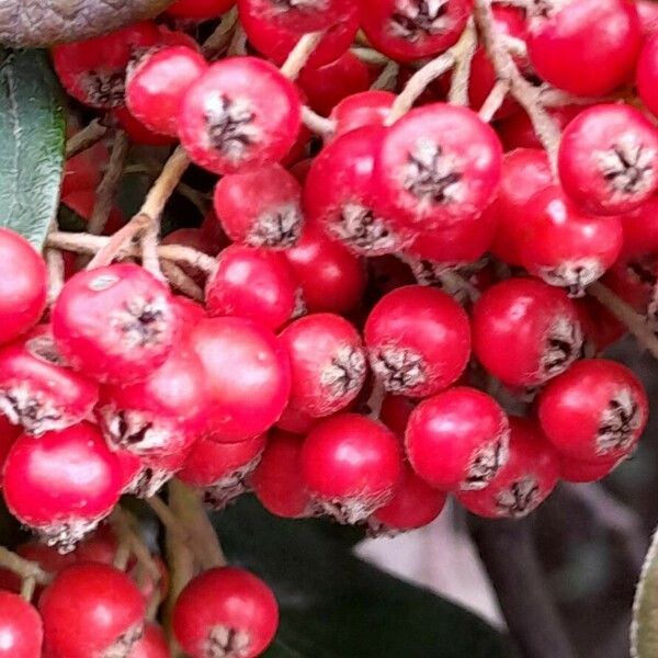 Cotoneaster coriaceus Plod