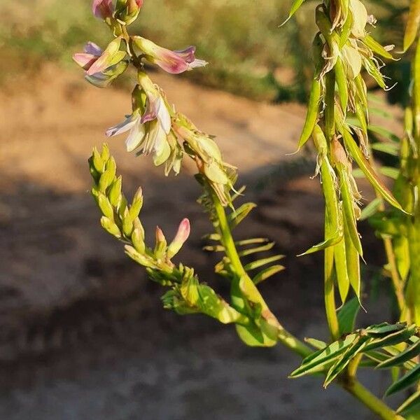 Astragalus atropilosulus Egyéb