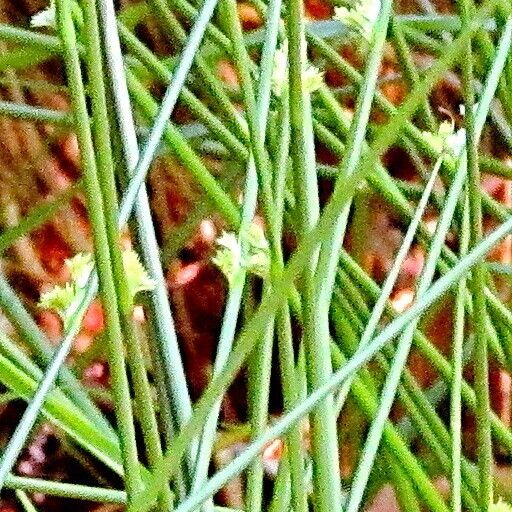 Juncus filiformis പുഷ്പം