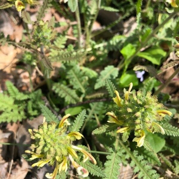 Pedicularis canadensis Blüte