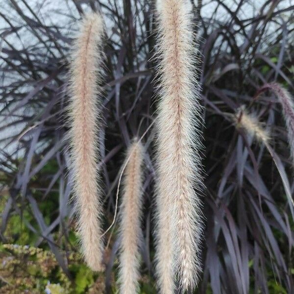 Cenchrus purpureus Flower