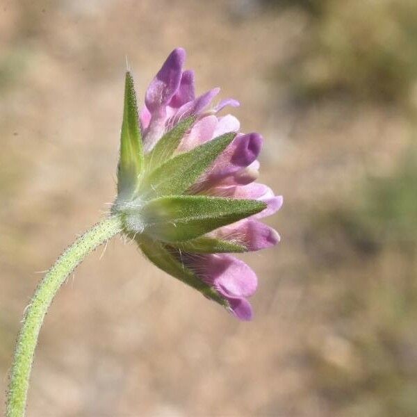 Knautia collina ফুল