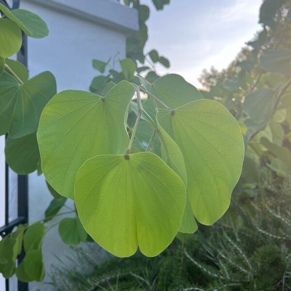 Bauhinia monandra Folha