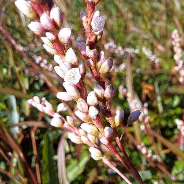 Persicaria decipiens Flor