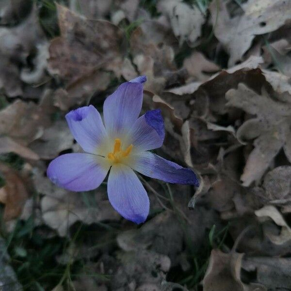 Crocus carpetanus Blomma