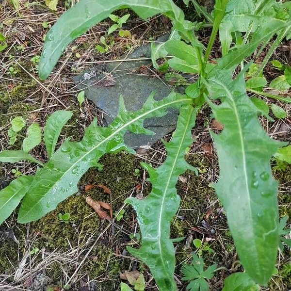 Crepis paludosa Frunză