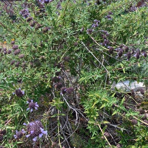 Salvia mellifera Blüte