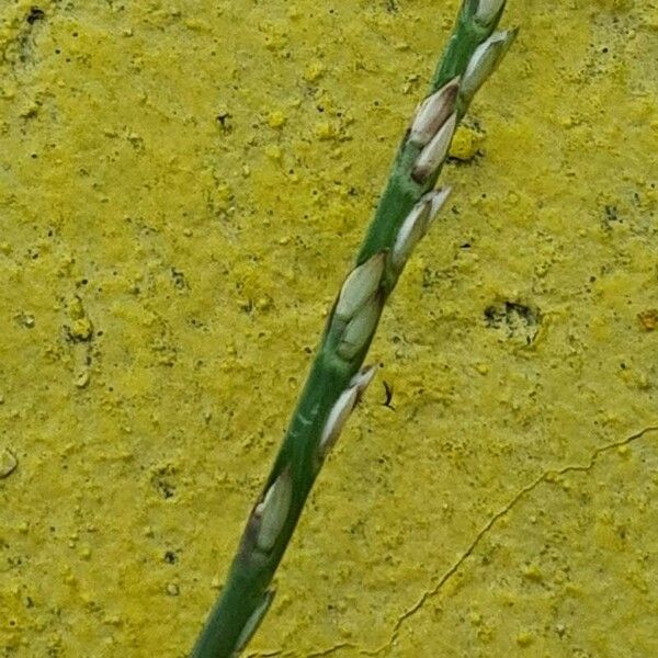 Stenotaphrum secundatum Kukka