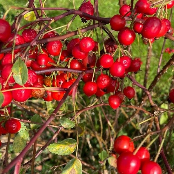 Rosa glauca फल