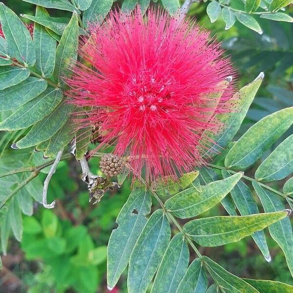 Calliandra haematocephala Цвят