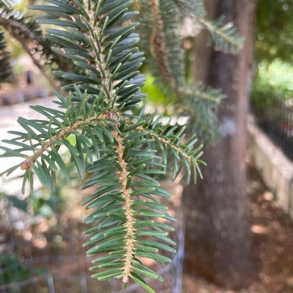 Abies cephalonica List