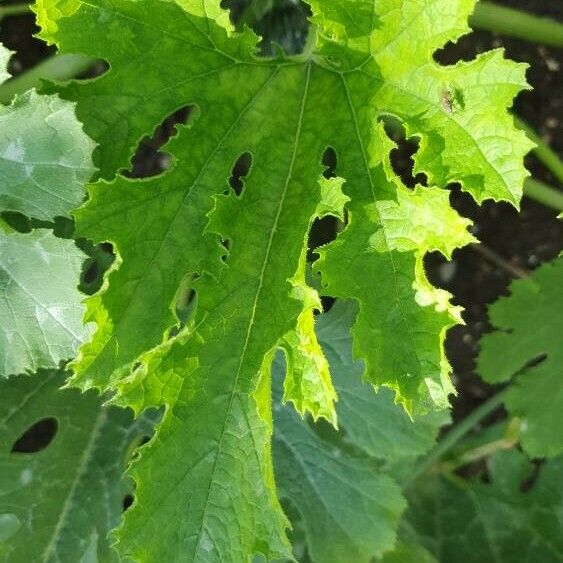 Cucurbita pepo Leaf