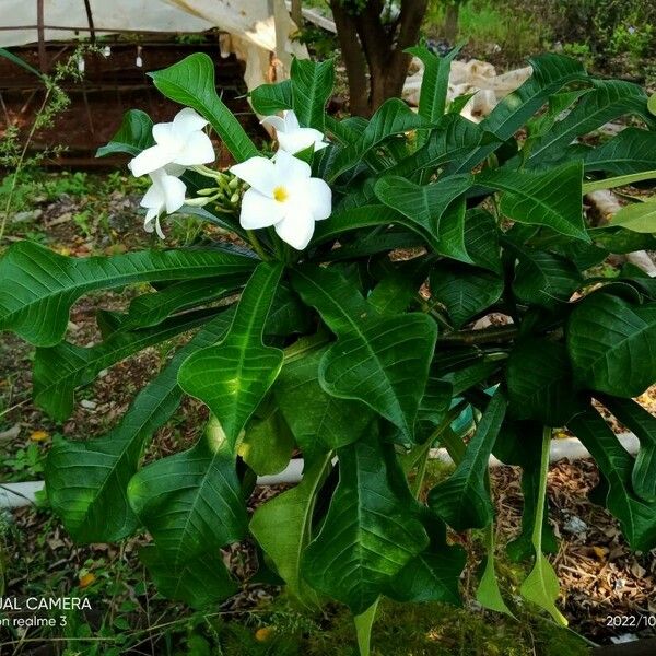 Plumeria pudica Virág