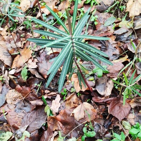 Euphorbia lathyris Ліст