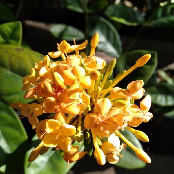 Ixora chinensis Flower