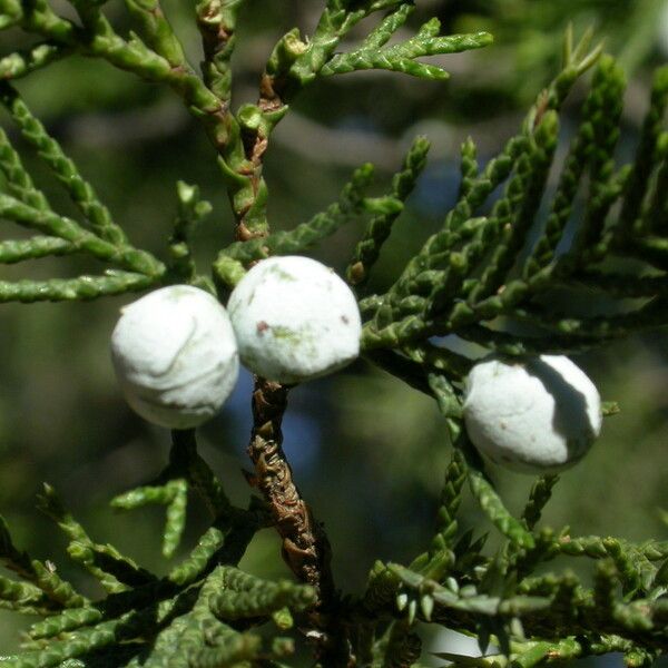 Juniperus chinensis autre