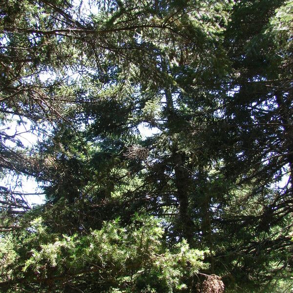 Abies cephalonica ഇല