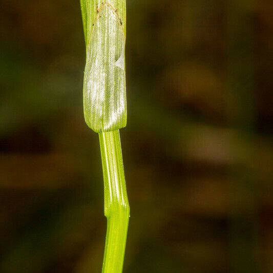 Carex echinata ഇല