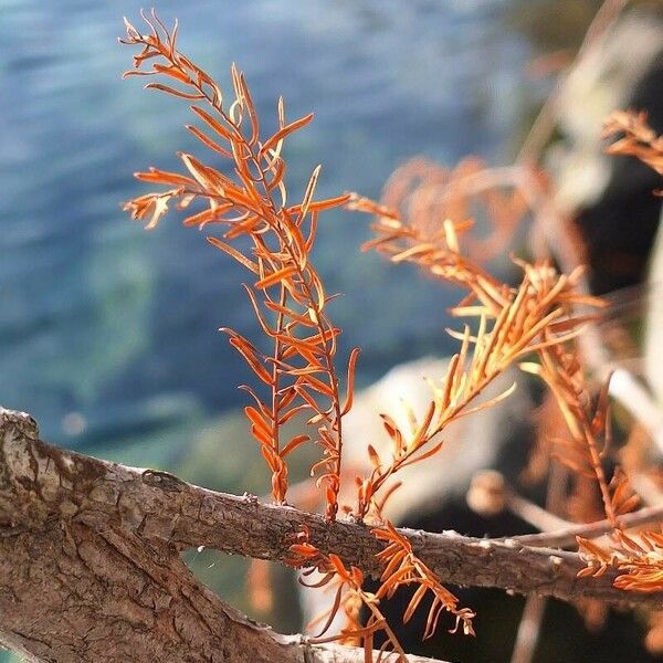 Taxodium distichum 葉