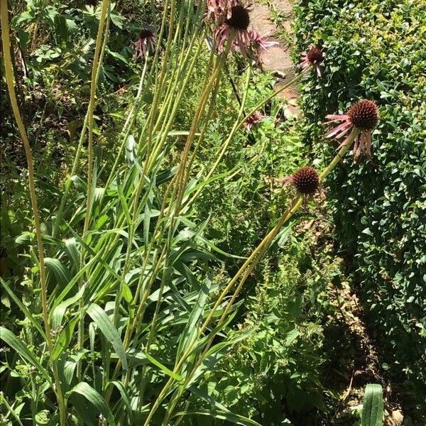 Echinacea pallida Flors