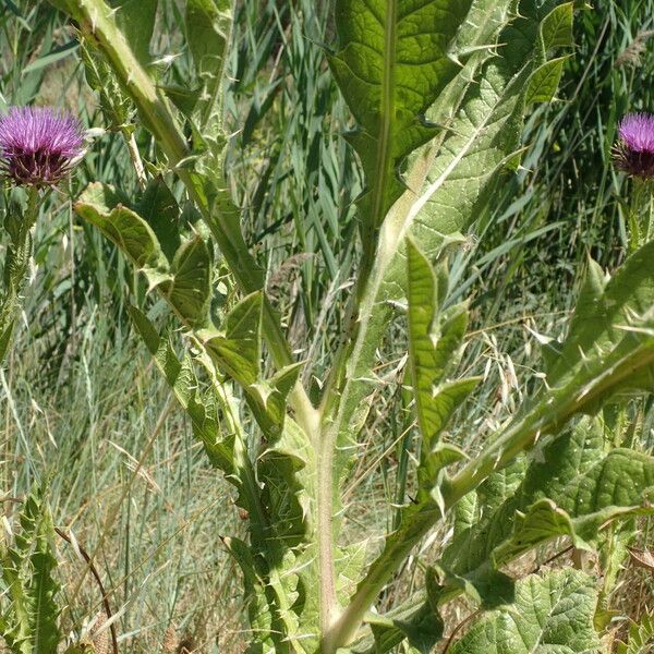 Onopordum tauricum Fuelha