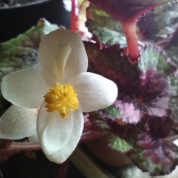 Begonia rex Flor