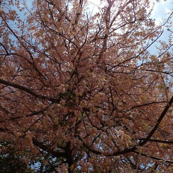 Cassia grandis Blodyn