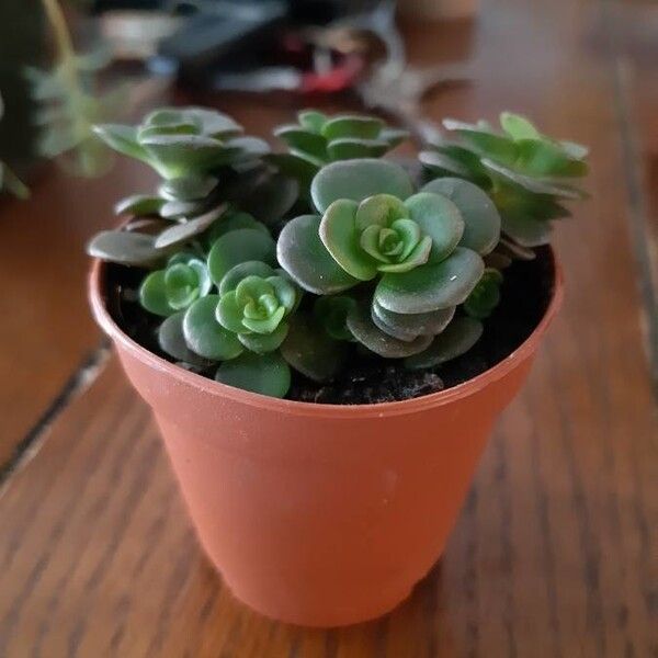 Sedum spathulifolium Fleur