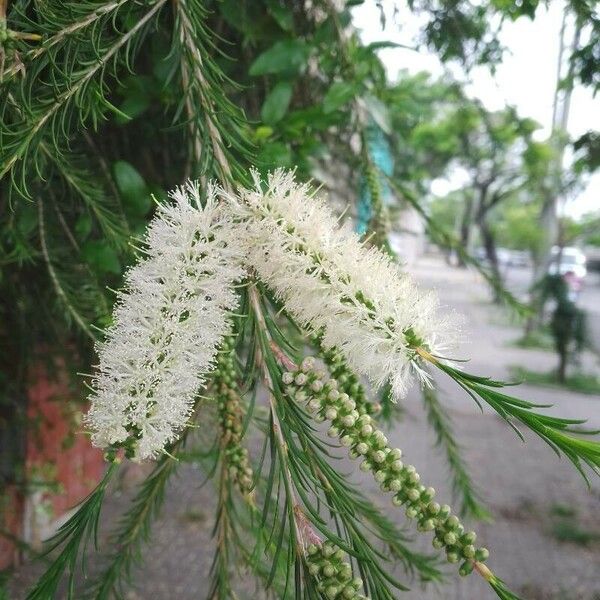 Melaleuca armillaris Žiedas