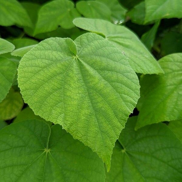 Abutilon grandifolium Feuille