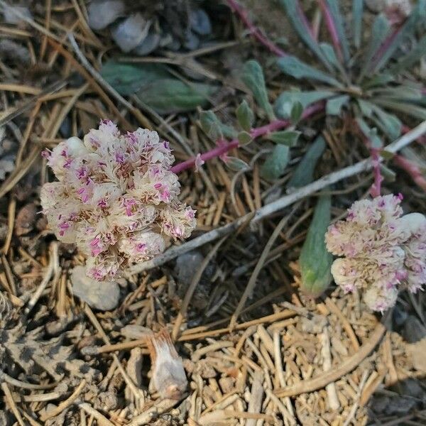 Eriogonum pyrolifolium Цветок