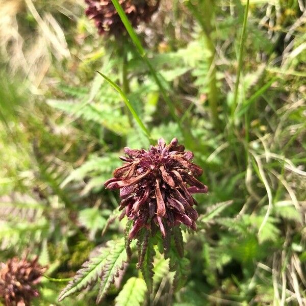 Pedicularis recutita Flower