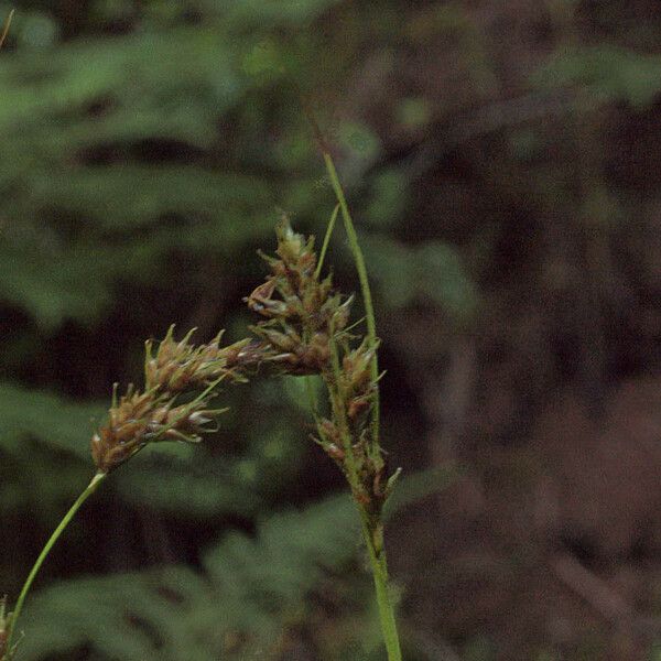 Carex deweyana Fruto