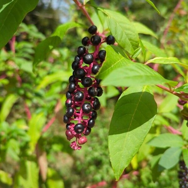 Phytolacca americana Fruit