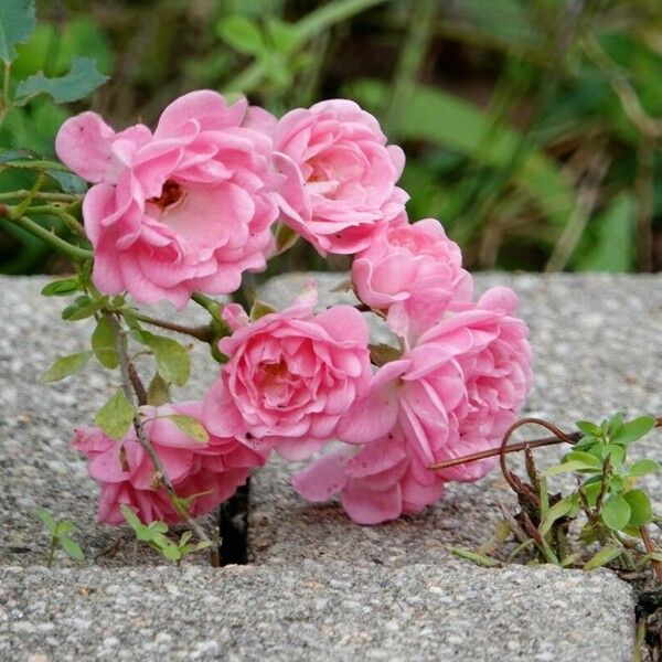 Rosa abietina Blomma