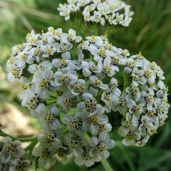 Achillea setacea Fiore