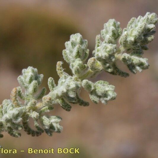 Teucrium charidemi Hoja