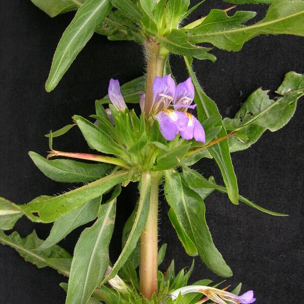 Hygrophila auriculata आदत