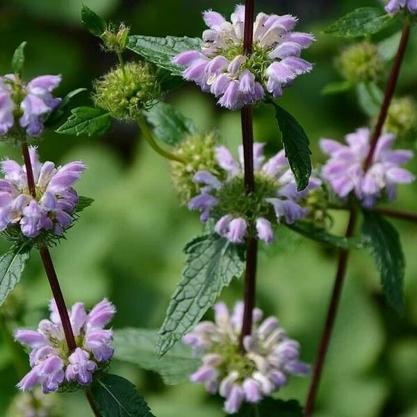 Phlomoides tuberosa Flower