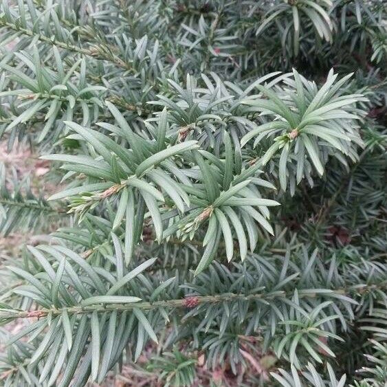 Taxus cuspidata Leaf