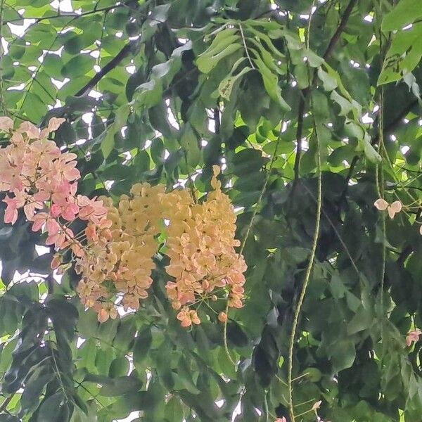 Cassia javanica Flors