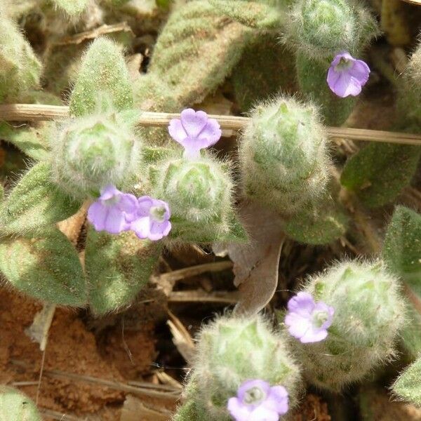 Nelsonia canescens Blüte